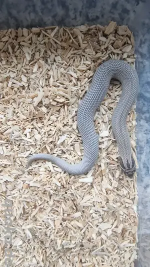 Axanthic Superconda het. Snow (M, 06.24), Hakennasennatter, Hognose