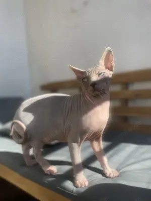 Deckkater Don Sphynx (kein Verkauf)