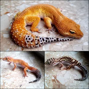 leopardgeckos 
