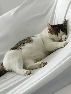 liebevoller, verschmuster Kater Sonic sucht ein schönes Zuhause Bild 9