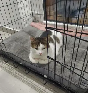 liebevoller, verschmuster Kater Sonic sucht ein schönes Zuhause Bild 4