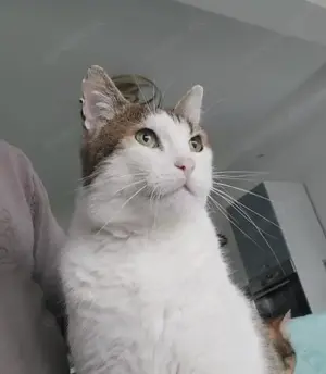 liebevoller, verschmuster Kater Sonic sucht ein schönes Zuhause Bild 2