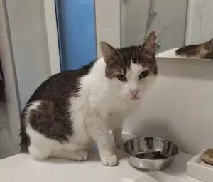liebevoller, verschmuster Kater Sonic sucht ein schönes Zuhause Bild 6