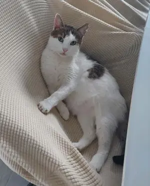 liebevoller, verschmuster Kater Sonic sucht ein schönes Zuhause Bild 3