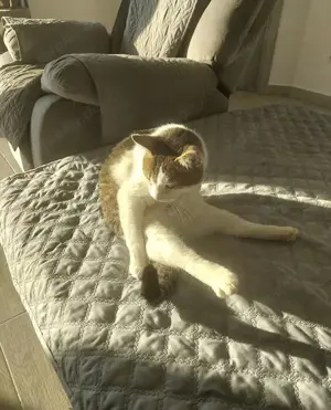 liebevoller, verschmuster Kater Sonic sucht ein schönes Zuhause Bild 10