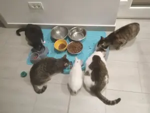 liebevoller, verschmuster Kater Sonic sucht ein schönes Zuhause Bild 8