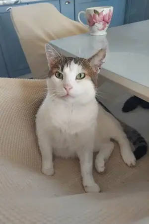 liebevoller, verschmuster Kater Sonic sucht ein schönes Zuhause Bild 7