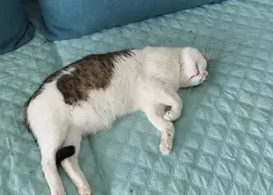 liebevoller, verschmuster Kater Sonic sucht ein schönes Zuhause Bild 5