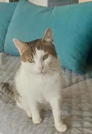liebevoller, verschmuster Kater Sonic sucht ein schönes Zuhause