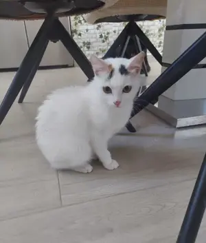 fröhliche und liebevolle kleine Katze Rina sucht ein tolles Zuhause Bild 2