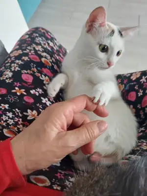 fröhliche und liebevolle kleine Katze Rina sucht ein tolles Zuhause Bild 3