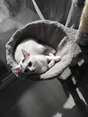fröhliche und liebevolle kleine Katze Rina sucht ein tolles Zuhause Bild 4