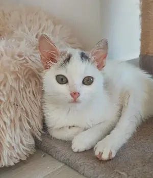 fröhliche und liebevolle kleine Katze Rina sucht ein tolles Zuhause