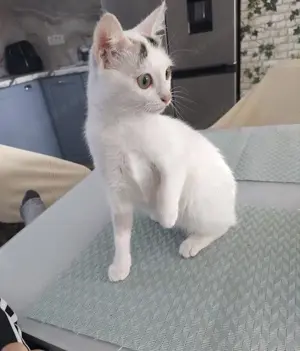 fröhliche und liebevolle kleine Katze Rina sucht ein tolles Zuhause Bild 5