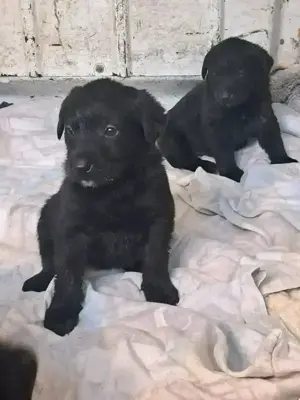  Labrador Schäferhund  Mischling Welpen