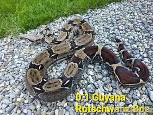 British Guyana Rotschwanz Boa 