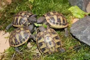 Griechische Landschildkröten