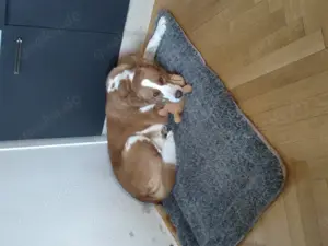 Tierschutzhündin 3 Jahre alt 
