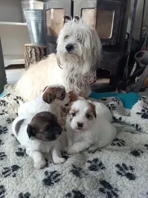 Coton de Tulear Welpen 