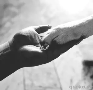 Biete Hundebetreuung