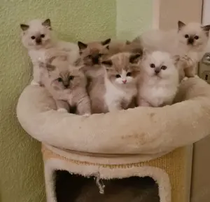 reinrassige Ragdoll Kitten