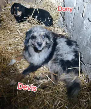 Dony - kleiner Hund sucht großes Herz Bild 6