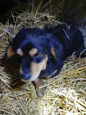 Dony - kleiner Hund sucht großes Herz Bild 7