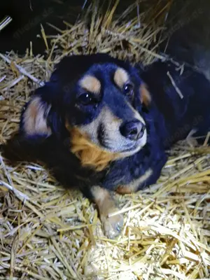 Dony - kleiner Hund sucht großes Herz Bild 5