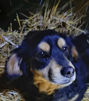 Dony - kleiner Hund sucht großes Herz Bild 9