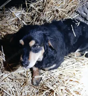 Dony - kleiner Hund sucht großes Herz Bild 8