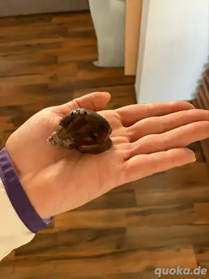 Achatschnecke Haustier Kleintier Schnecke achatina fulica
