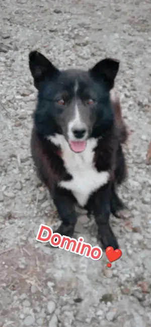 Domino braucht ein richtiges Zuhause für immer Bild 6