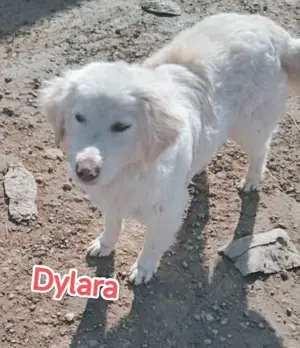 Dylara - hast du ein Körbchen frei?