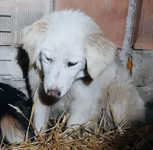 Dylara - hast du ein Körbchen frei? Bild 3