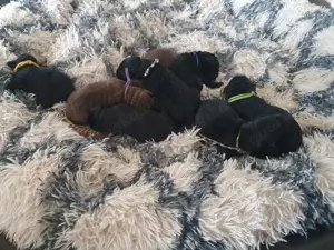 Labradoodle welpen 