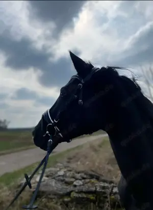 Trakehner zuchtstute tragend