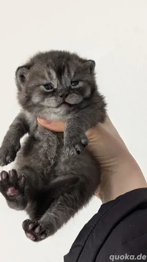 bkh kitten    golden 