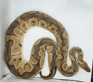 Königspython Clown Weibchen 