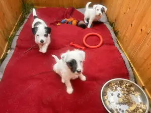 Wunderschöne reinr. Parson Jack-Russell Terrier Welpen, tricolor 