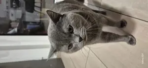 Bkh sehr gute erfahrene Deckkater 