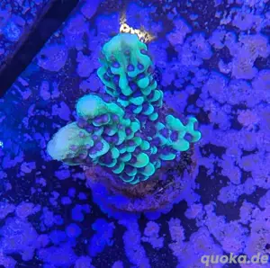 Montipora Capitata Koralle Meerwasser Salzwasser Aquarium  Bild 2