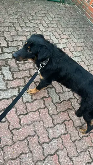 Howard Mischlings Hunde 