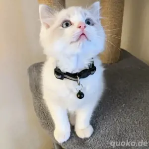 Niedliche & gesunde Ragdoll-Kätzchen Kontakt über WhatsApp= 4  9  15213434302 