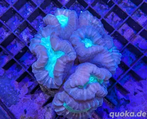 Caulastrea Bicolor Koralle Meerwasser Salzwasser Aquarium 