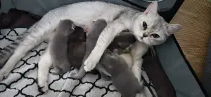 Bkh babys 5stück