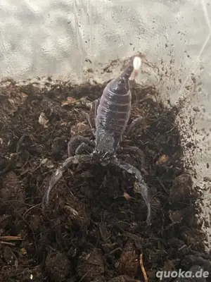 heterometrus spinifer Nachzucht