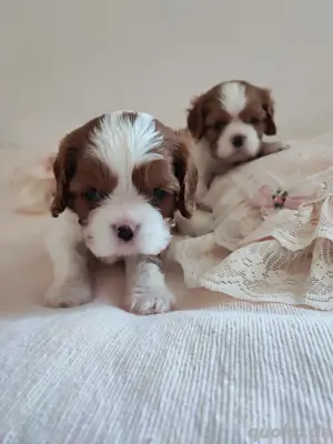Welpen-Cavalier King Charles Spaniel Blenheim