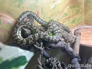 Morelia spilota  Green Caramel    Männchen, 2m, mit Papieren 