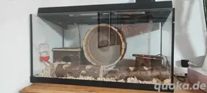Zwerghamster    mit Terrarium und Zubehör 
