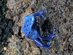 Dendrobates azureus 